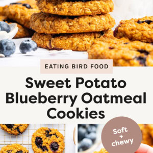 Top photo A stack of golden-brown sweet potato blueberry oatmeal cookies sits on a white surface, with a glass of milk in the background. The cookies have a slightly rough texture, with visible oats and bursts of deep blue from the blueberries. Scattered blueberries and additional cookies are placed around the stack, adding to the inviting homemade feel of the scene. The background is softly blurred, highlighting the cookies as the main focus. Bottom left photo: A top-down view of golden-brown sweet potato blueberry oatmeal cookies cooling on a wire rack. The cookies have a slightly rough, textured surface with plump, juicy blueberries baked into them. Fresh blueberries and a small dish of oats are placed around the cookies, adding a rustic and wholesome feel. The neutral background keeps the focus on the cookies' vibrant color and appetizing appearance. Bottom right photo: A close-up of a hand holding a sweet potato blueberry oatmeal cookie. The cookie has a golden-orange hue, a soft, chewy texture with visible oats, and is studded with plump, juicy blueberries. More cookies and fresh blueberries are scattered in the blurred background.