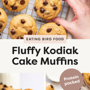 Top photo: Golden brown Kodiak cake muffins studded with semi-sweet chocolate chips, cooling on a wire rack. A hand gently lifts one muffin, while a small white bowl filled with extra chocolate chips and a glass of milk sit nearby. The scene is bright and clean, with a soft beige cloth draped in the corner. Bottom left photo: A close-up of a Kodiak cake muffin with chocolate chips, showcasing its moist, fluffy interior with a bite taken out. The golden-brown muffin is dotted with semi-sweet chocolate chips, some slightly melted. Other whole muffins and scattered chocolate chips surround it, all resting on a rustic white wooden surface. A glass of milk is blurred in the background. Right bottom photo: Top-down view of Kodiak cake chocolate chip muffins on a rustic white wooden board. One muffin has a bite taken out, revealing a soft, fluffy interior with gooey chocolate chips. Surrounding muffins are golden brown, with chocolate chips studded on top. A glass of milk and a beige cloth are placed nearby, adding a cozy, inviting feel.