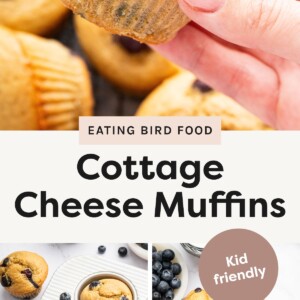 Top image: Hand holding a blueberry cottage cheese muffin with more muffins in the background. Bottom left image: Freshly baked cottage cheese muffins and blueberries in a muffin tin. Bottom right image: Plate of fluffy blueberry cottage cheese muffins next to a bowl of fresh blueberries.